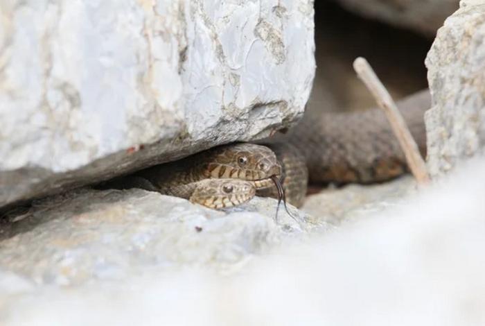 El nido de la serpiente