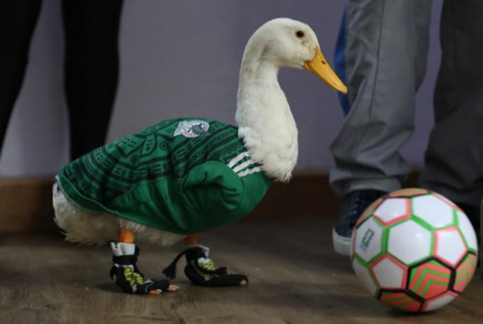El 'Pato Merlín' ya es marca registrada tras disputa legal