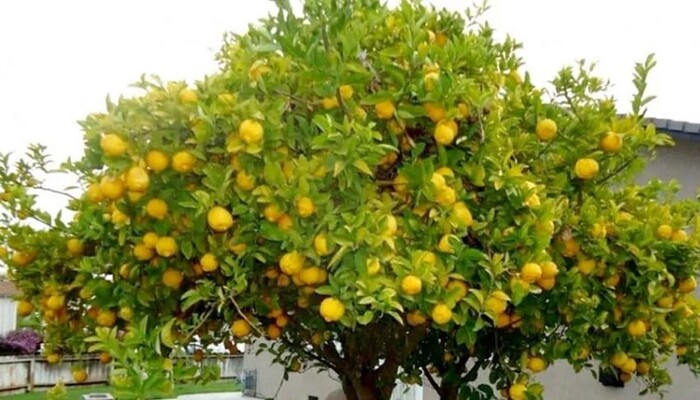 El truco casero para hacer crecer un limonero en menos de un mes