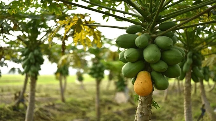 El truco definitivo para que tu árbol de papaya dé grandes y abundantes frutos