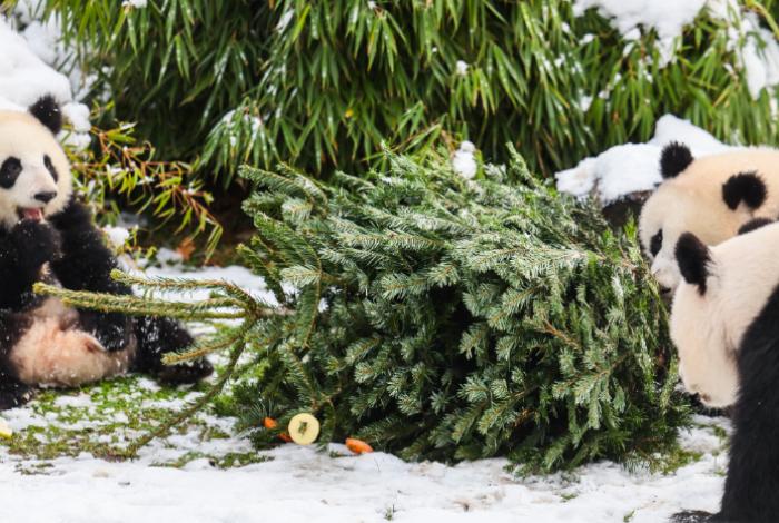 El zoológico de Berlín recicla los árboles de Navidad y los sirve de desayuno a sus animales