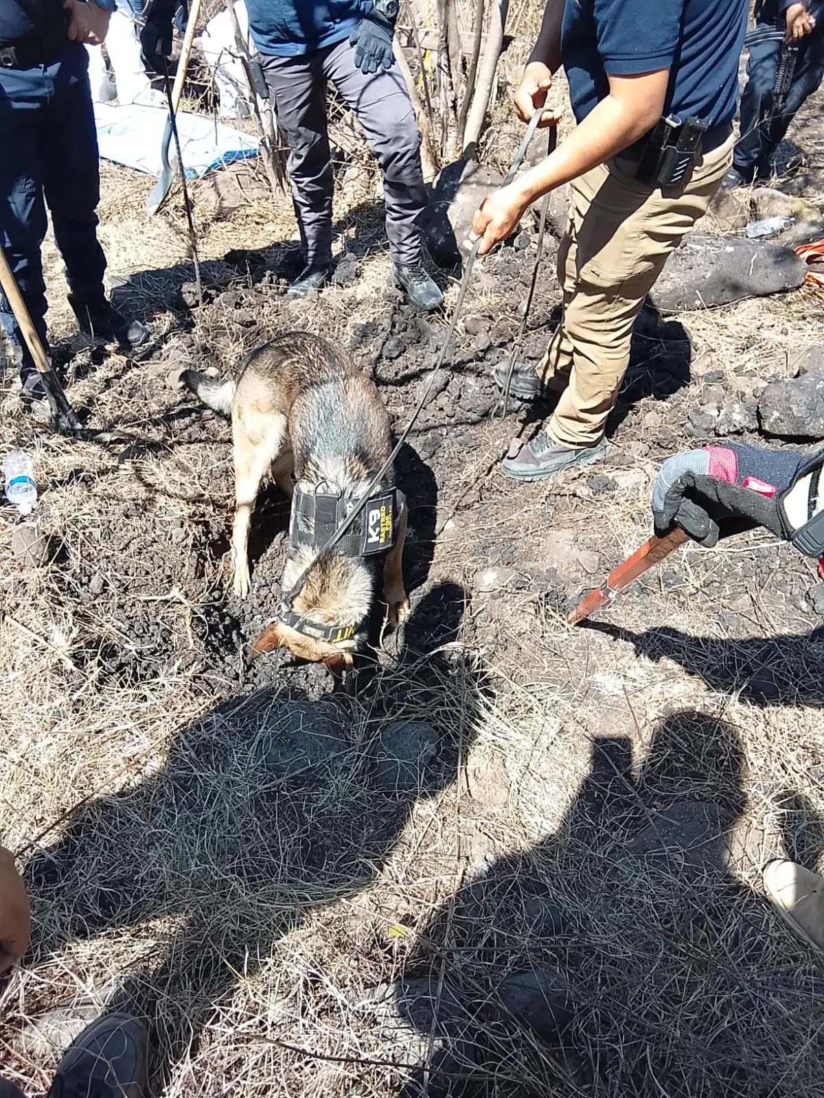 Elementos de la fiscalía siguen buscando desaparecidos en la frontera con Jalisco