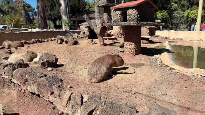 En 2025 podrás interactuar con las capibaras en el Zoológico de Morelia