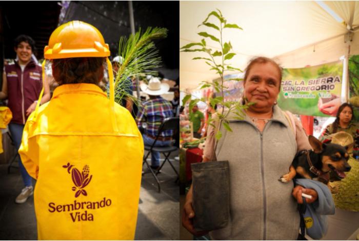 En 2026 Sembrando Vida ha incorporado a 8 mil campesinos de Michoacán