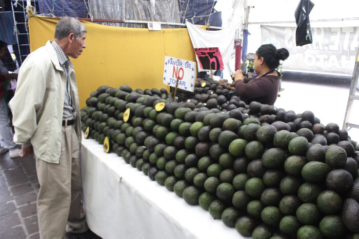 En agosto, certificación ambiental del aguacate; 3 mil 800 hectáreas no pasarían