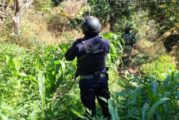 En Apatzingán, SSP asegura arma, explosivos e incinera plantas de marihuana; hay 2 detenidos