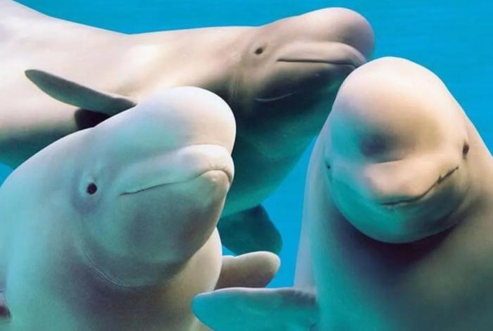 En Canadá, 30 belugas en riesgo de sacrificio por falta de apoyo