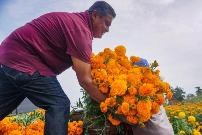 En Copándaro florece el cempasúchil: orgullo, tradición y trabajo del campo