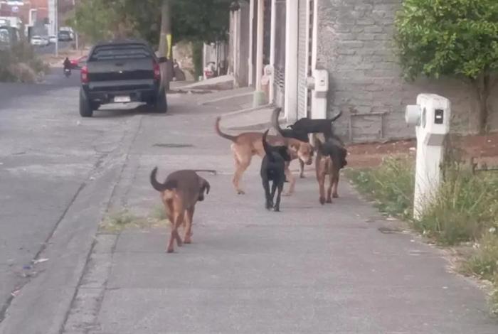 En Día del Perro Callejero, reprochan animalistas pocas esterilizaciones en Morelia