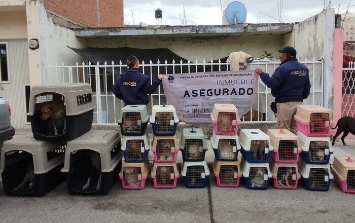 En La Piedad, la FGE rescata a 29 lomitos maltratados