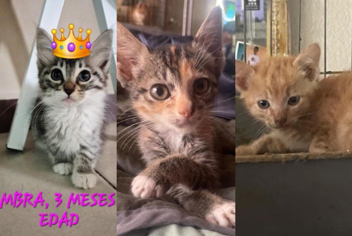 En la séptima feria de adopción de la Casita de Frijol, una docena de michis buscan familia