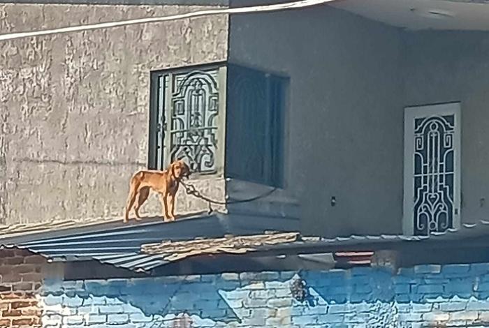 En Maravatío escala el horror animal: activistas denuncian agresiones sexuales a perros