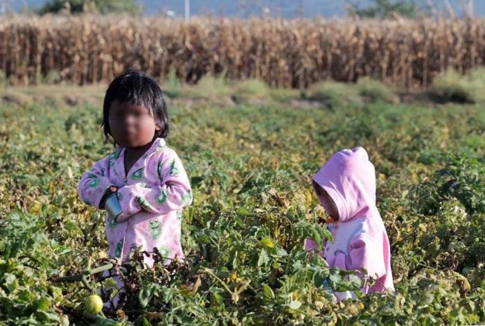 En Michoacán, 18% de niñas, niños y adolescentes, trabajan