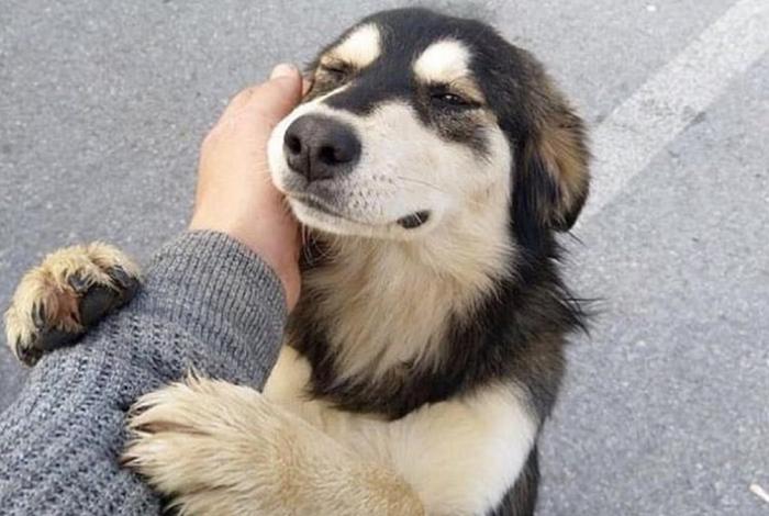 En Michoacán, el número de rescates supera en 80% las adopciones, alertan animalistas