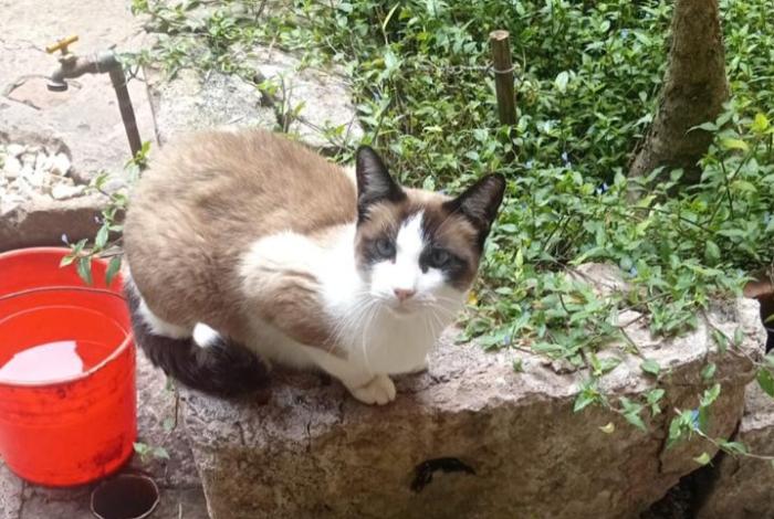 En riesgo de calle y abandono, ‘michis’ de la Profepa