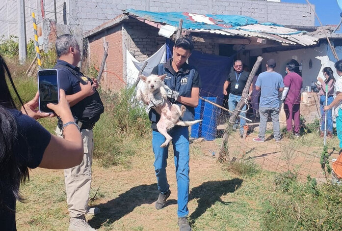 En San José de las Torres, rescatan a 15 lomitos en condiciones de maltrato animal