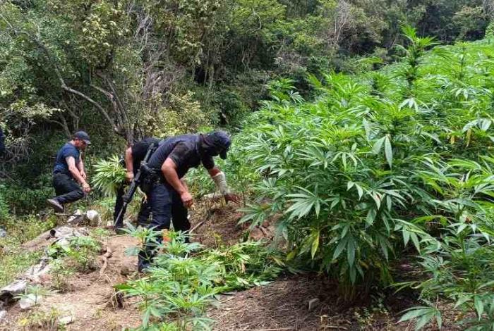 En Tuzantla, SSP y Defensa incineran más de mil 820 kilogramos de marihuana