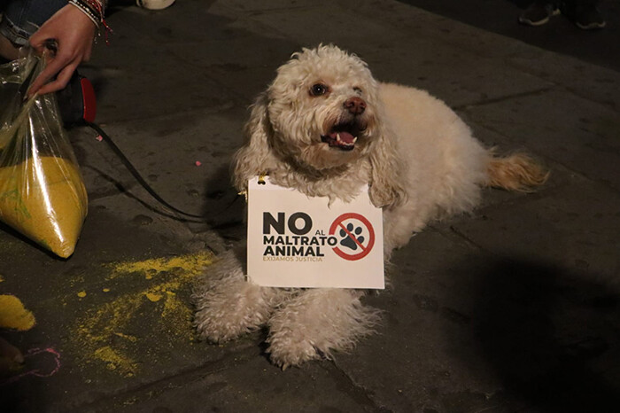 En un año, maltrato animal se disparó 40% en el estado; 99% de los casos, impune: activistas