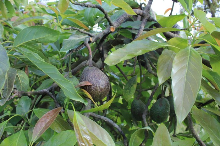 En vísperas de Super Bowl, a la baja corte de aguacate en región de Uruapan