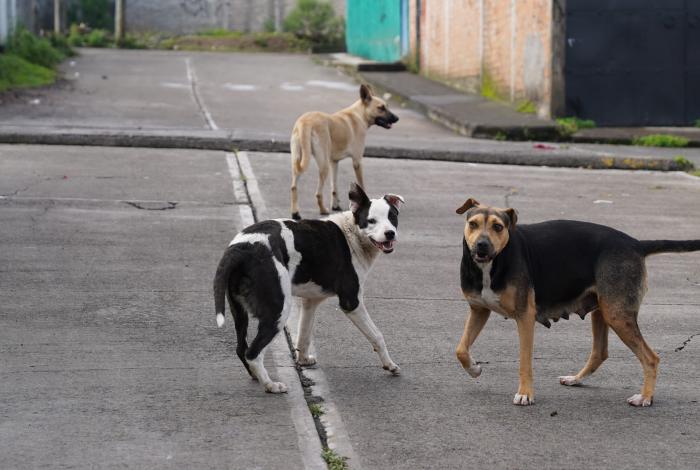 Encuentran centro clandestino de adiestramiento canino