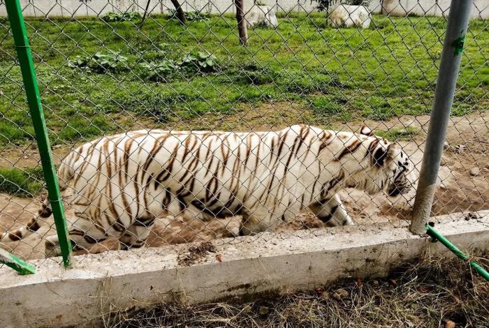 Encuentran muerto al tigre de Bengala fugado en Puebla