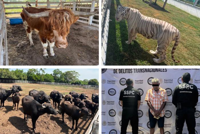 Entre un camello, felinos, búfalos, hienas y monos, aseguran 130 animales exóticos en Tamaulipas