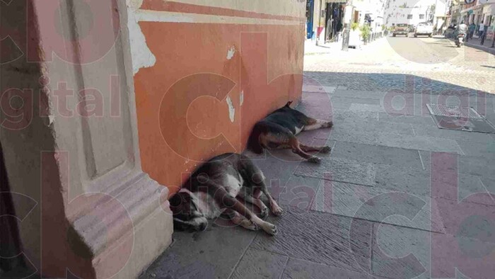 Envenenamiento de animales, genera molestia en población de Maravatío