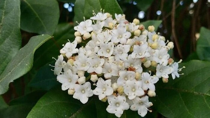 Es una de las plantas con flores vistosas para poner en el jardín en el invierno