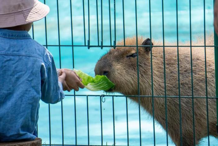 Escápate al zoológico y vive un verano inolvidable; conoce su horario de temporada