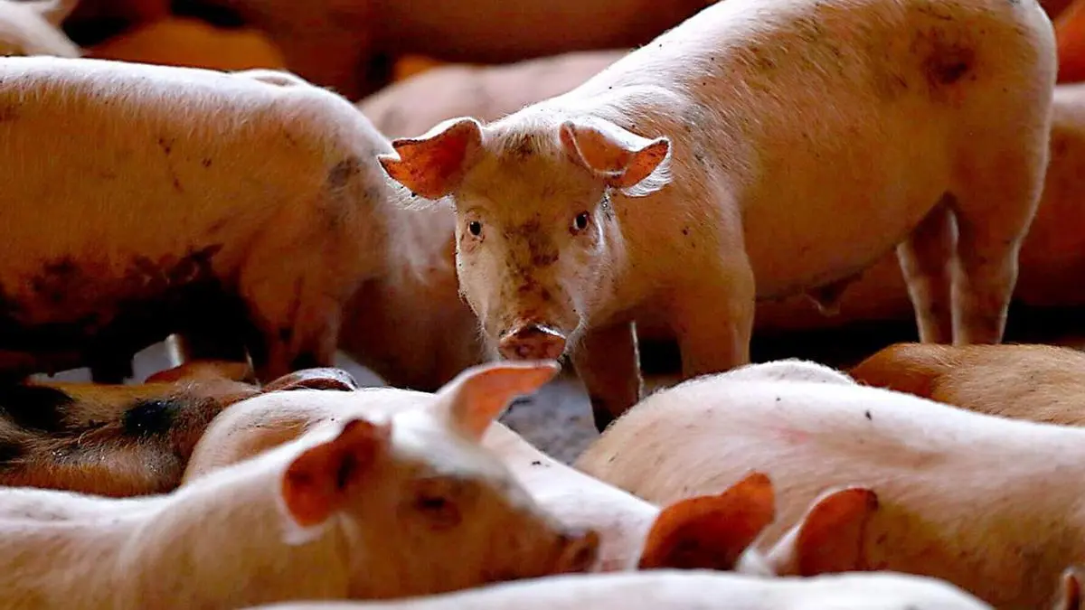 España lanza alerta a la OMS ante transmisión de gripe porcina entre humanos