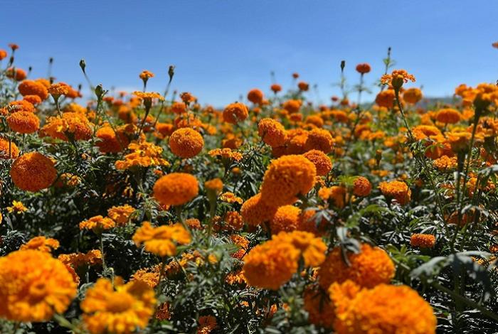 ¡Está lista! La flor de cempasúchil abre sus brotes y llega al punto perfecto para el corte en Copándaro