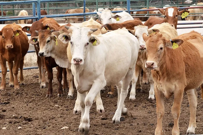 Estados Unidos suspende importación de ganado desde México por gusano barrenador