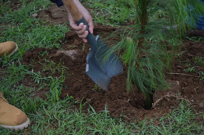 Este jueves arranca plantación de 10 millones de árboles: Bedolla