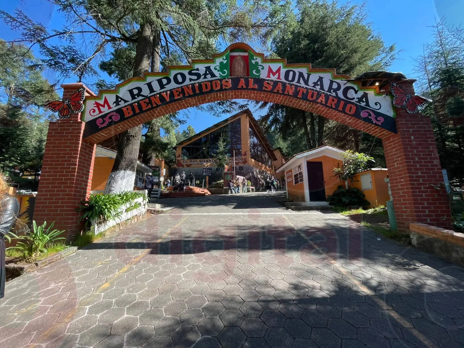 Este próximo 21 de noviembre se abrirán los santuarios de la mariposa monarca