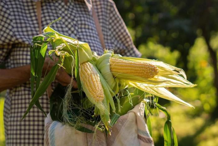 Este viernes, mesa de trabajo entre productores michoacanos de maíz y autoridades federales: Bedolla