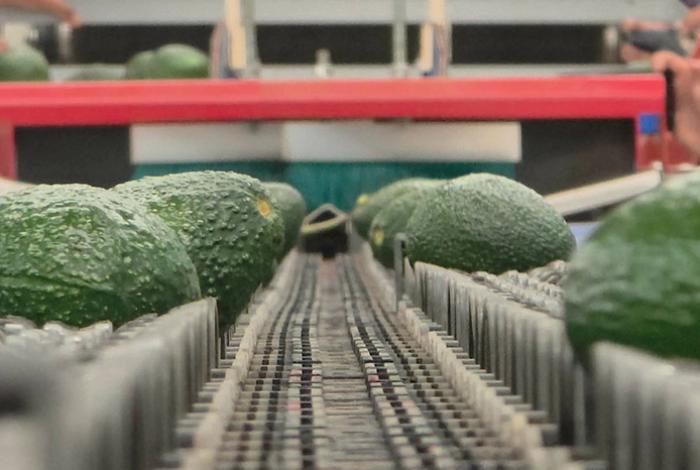 EU reanuda parcialmente actividades en Michoacán para exportación de aguacate