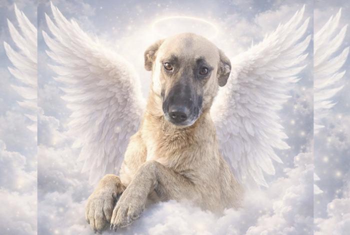 Exigen justicia por la muerte de “Hija”, perrita comunitaria asesinada en San Juanito Itzícuaro