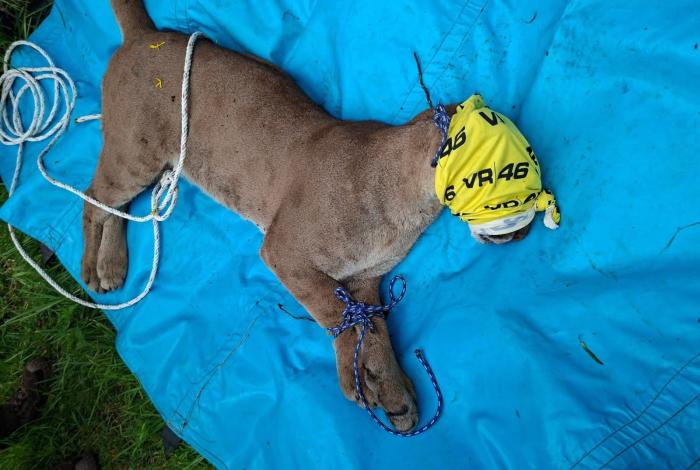 Fallece puma rescatado en Pátzcuaro; podría haber vivido en cautiverio previamente