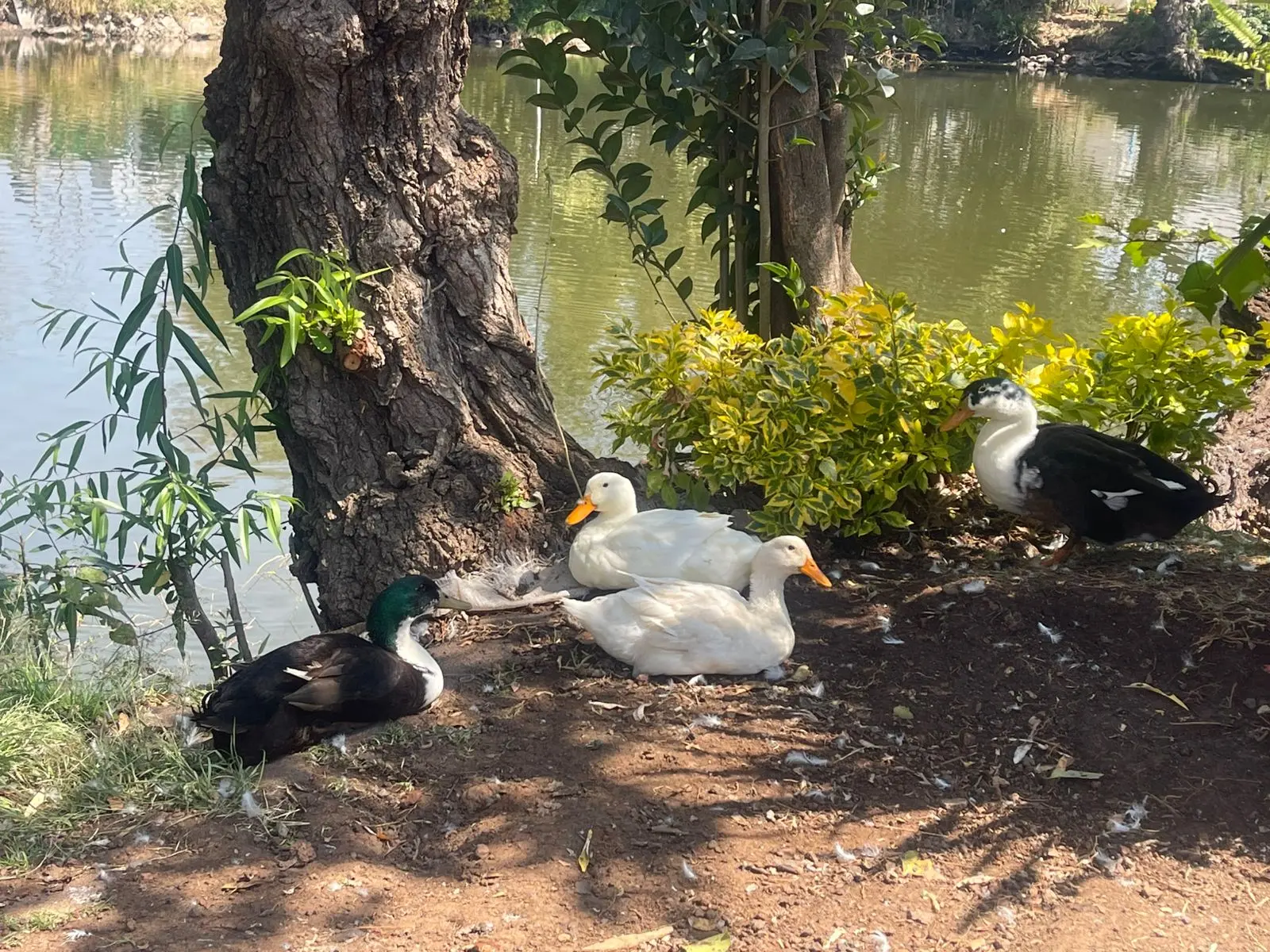 Felices se encuentran los 22 patos del Bosque Cuauhtémoc en su nuevo hogar
