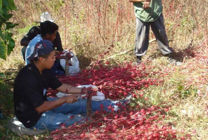 Felicita Reyes Galindo a productores de Jamaica de La Huacana por el nombramiento de Indicación Geográfica