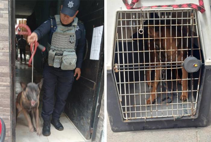 FGE asegura dos perros pastor belga que atacaron a una mujer de 86 años, en Uruapan