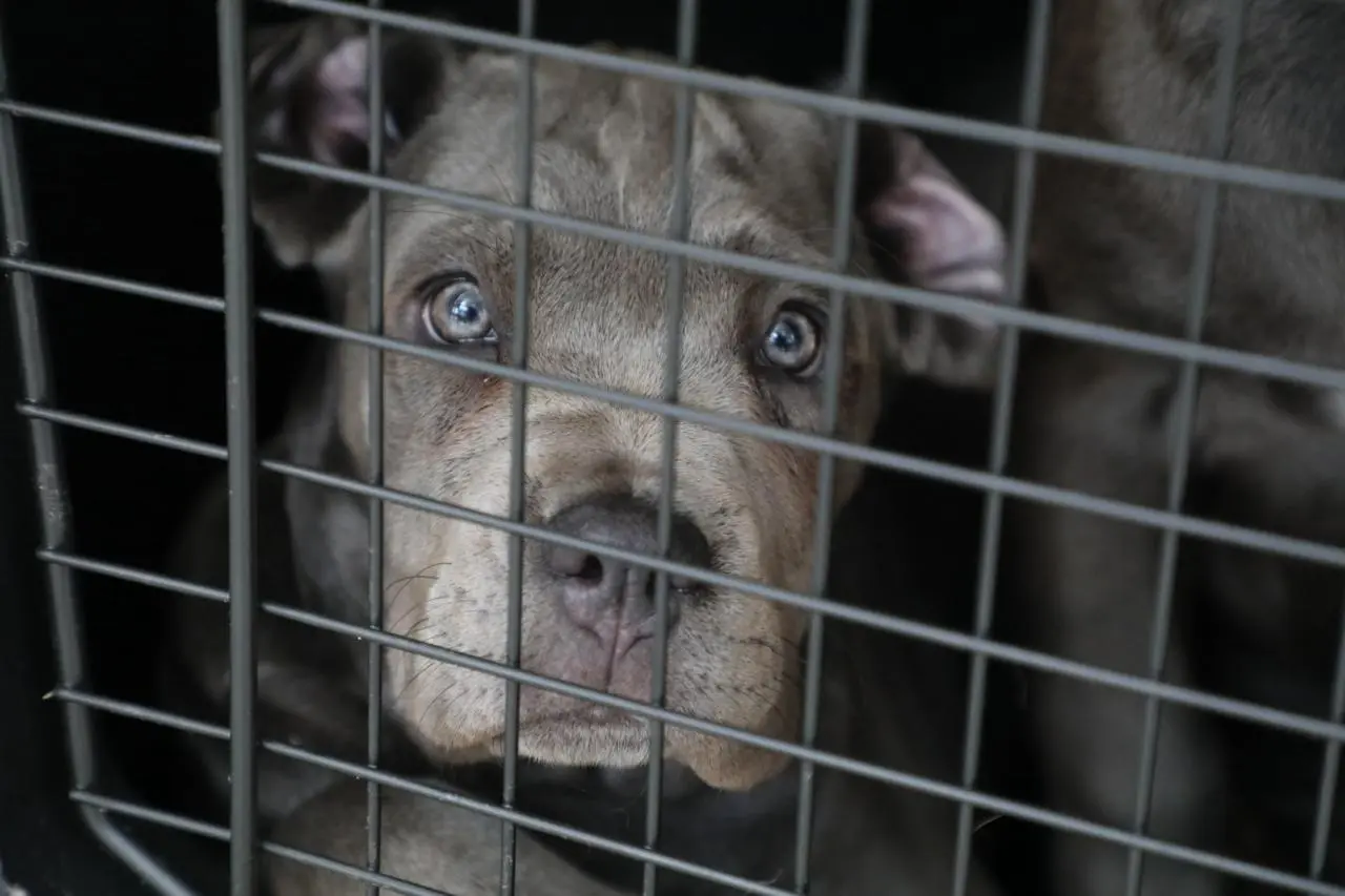 FGE investiga venta ilegal de seres sintientes; rescatan a 8 cachorros y ponen a disposición a dos personas