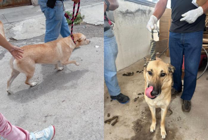 Fiscalía rescata en Morelia a dos perros en condiciones de maltrato animal