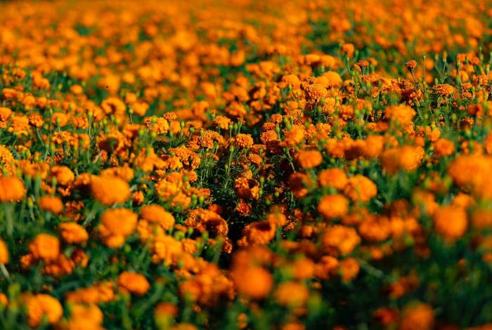 Flor de Cempasúchil, tesoro natural con aportaciones vitales para el medio ambiente: Secma