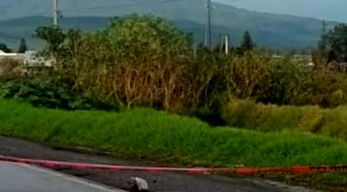 #Foto | Queretano muere atropellado en la carretera Zamora – La Piedad