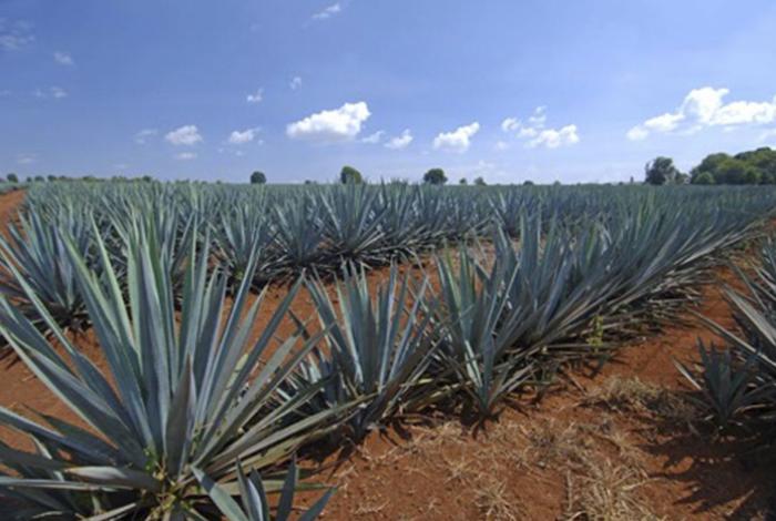 Francia a grito de: ¡Viva Agave 2026! El primer festival de destilados