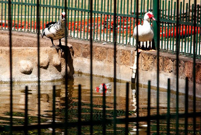 Fuente de los Patos, en el Bosque Cuauhtémoc, recibe mantenimiento; los animales serán resguardados