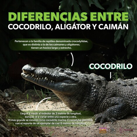 #Galería | ¿Cocodrilo, caimán o aligátor? Estas son sus diferencias