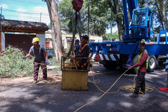 #Galería | Para prevenir riesgos, se podan árboles de más de 30 metros de altura en zona urbana de Pátzcuaro