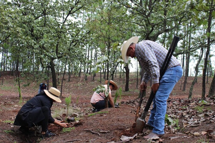 #Galería | Plantarán 10 mil árboles en Área Natural Protegida Mesa de Tzitzio